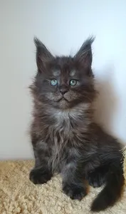 Котенок мейн-кун