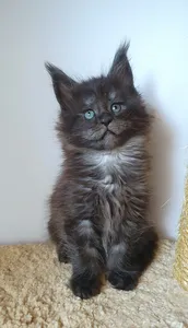 Котенок мейн-кун