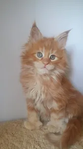 Котенок мейн-кун