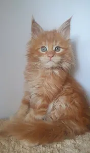 Котенок мейн-кун