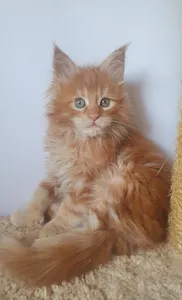 Котенок мейн-кун