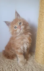 Котенок мейн-кун