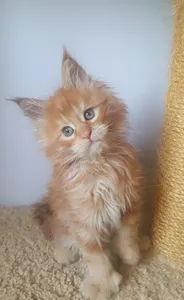 Котенок мейн-кун