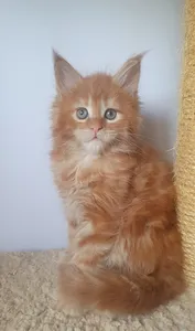 Котенок мейн-кун