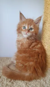 Котенок мейн-кун