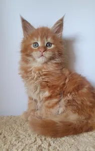 Котенок мейн-кун