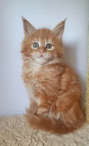 Котенок мейн-кун