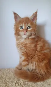 Котенок мейн-кун