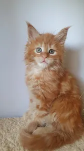 Котенок мейн-кун