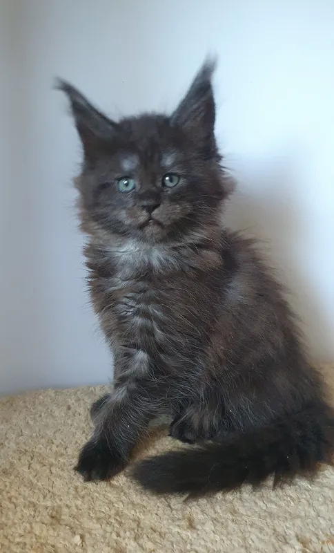 Maine Coon kitten Black smoke MCO ns  Girl