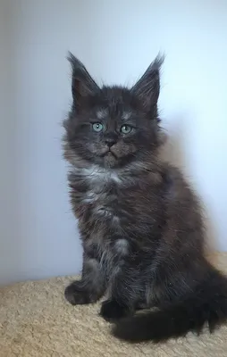 Maine Coon kitten