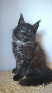 Котенок мейн-кун