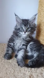 Котенок мейн-кун