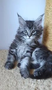 Котенок мейн-кун