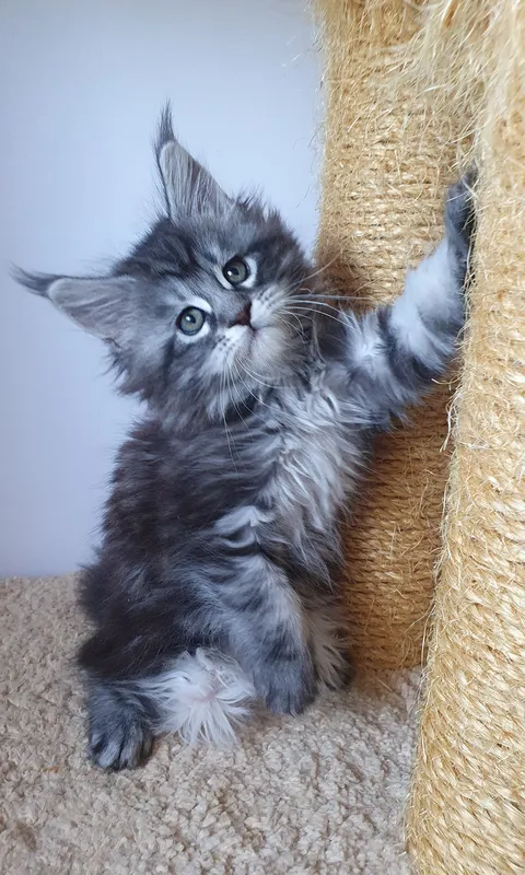 Maine Coon kitten Black Silver Classic Tabby MCO ns 22 Girl