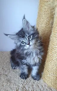 Котенок мейн-кун