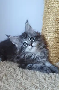 Котенок мейн-кун