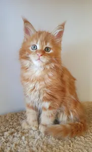 Maine Coon kitten