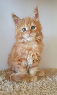 Maine Coon kitten