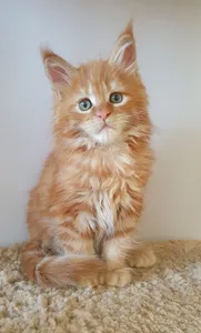 Maine Coon kitten
