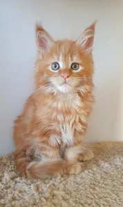 Maine Coon kitten