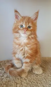 Maine Coon kitten