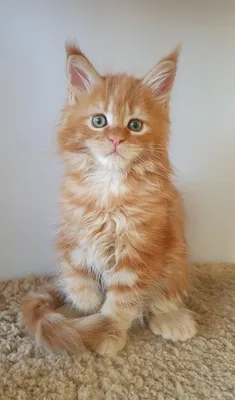 Maine Coon kitten