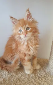Maine Coon kitten