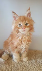 Maine Coon kitten