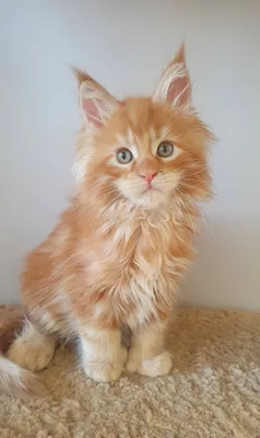 Maine Coon kitten