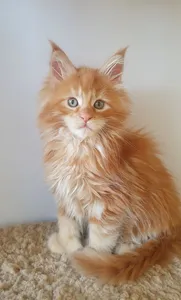 Maine Coon kitten
