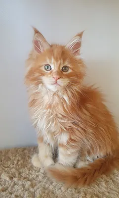 Maine Coon kitten