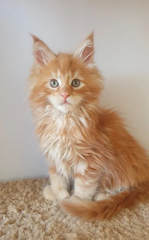 Maine Coon kitten Red MCO d Boy