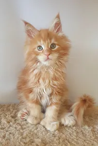 Maine Coon kitten
