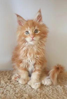 Maine Coon kitten