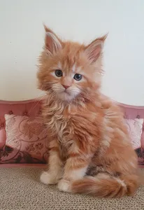 Maine Coon kitten