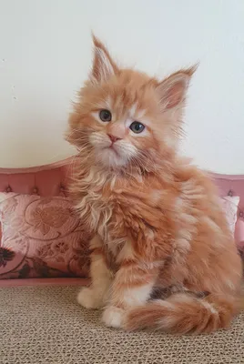 Котенок мейн-кун