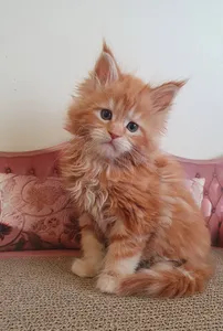 Maine Coon kitten