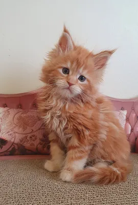 Котенок мейн-кун