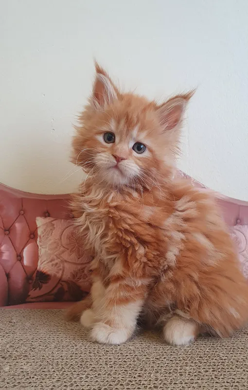 Maine Coon kitten Red MCO d Girl