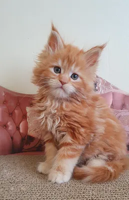 Котенок мейн-кун