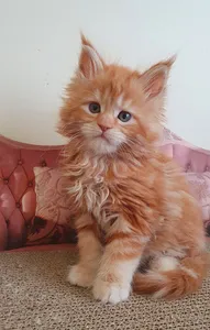Maine Coon kitten