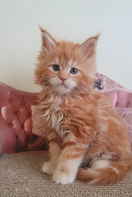 Котенок мейн-кун