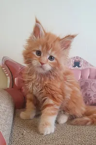 Maine Coon kitten