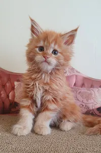Maine Coon kitten