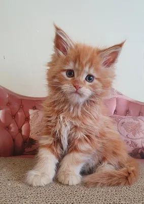 Maine Coon kitten