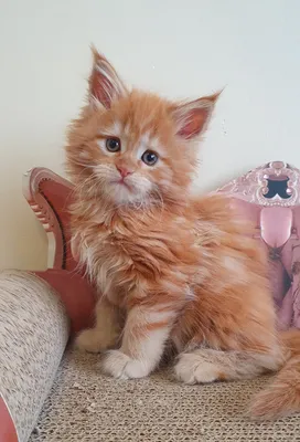 Maine Coon kitten