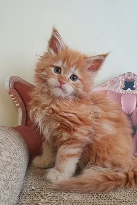 Maine Coon kitten