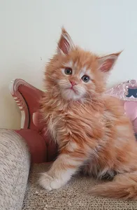 Maine Coon kitten