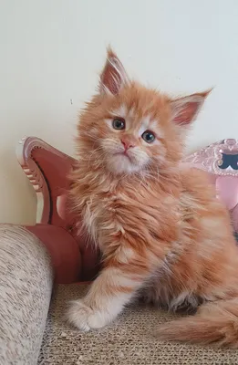 Maine Coon kitten